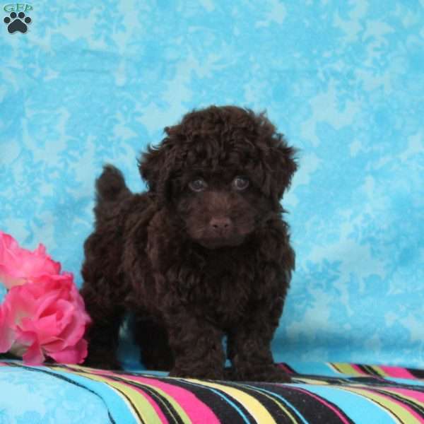 Chess, Toy Poodle Puppy